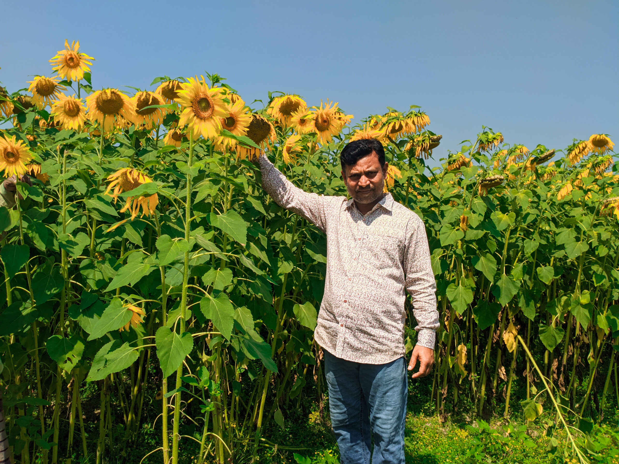 নন্দীগ্রামে সূর্যমুখী চাষে লাভবান হওয়ার স্বপ্ন দেখছেন আফজাল হোসেন