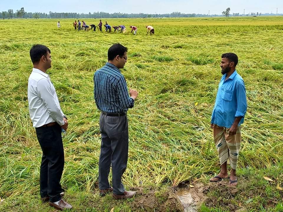 নন্দীগ্রামে কালবৈশাখী ঝড়ে লুটিয়ে পড়েছে বোরো ধান হতাশ কৃষকরা পরামর্শ প্রদান করছে কৃষি কর্মকর্তারা