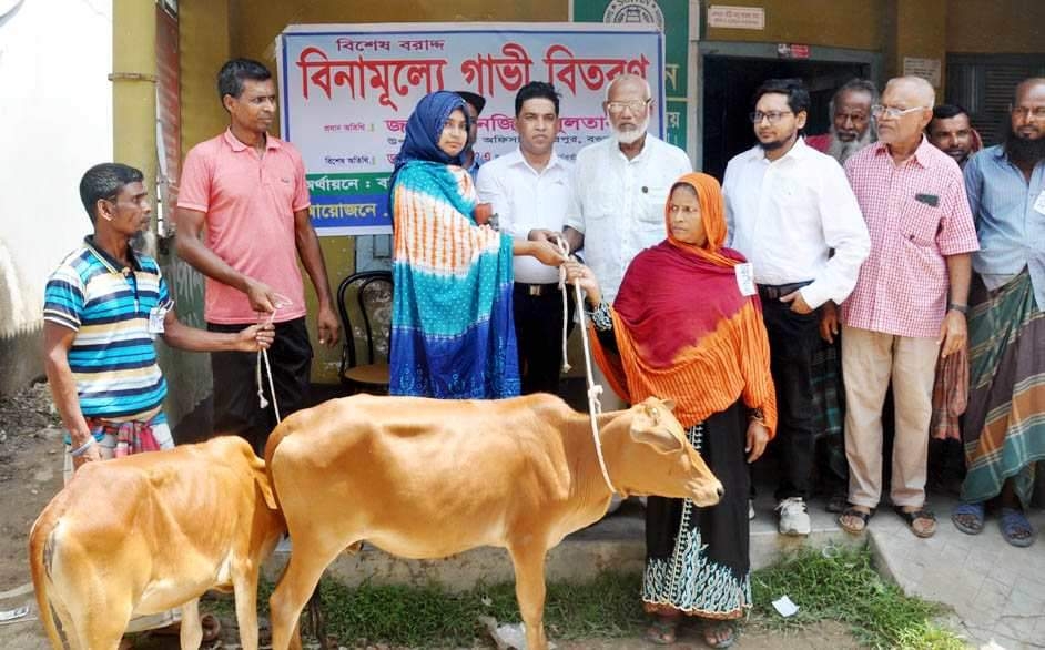 শেরপুরে বিনামূল্যে ১১টি গাভী বিতরণ