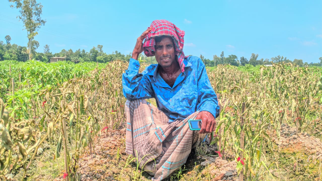 মরিচ গাছে ঘাসমারা ওষুধ দিয়ে দুই ভাইয়ের স্বপ্ন ভঙ্গ, ১২ লক্ষ টাকার ক্ষতি!