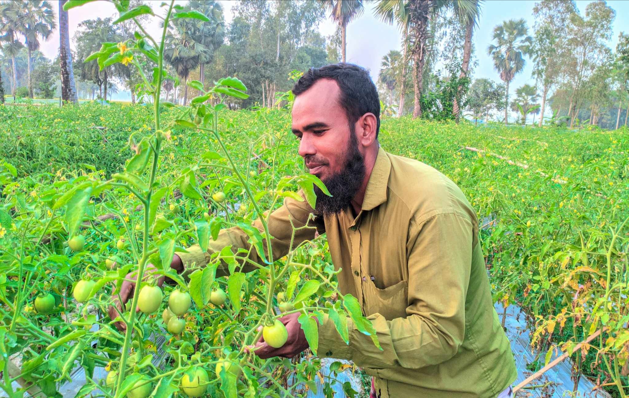 বগুড়ার নন্দীগ্রামে ভাগ্য বদলের স্বপ্ন দেখছে টমেটো চাষিরা