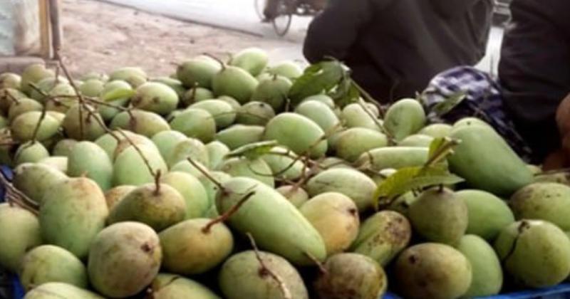 কানসাটে অসময়ের কাটিমন আম, মণপ্রতি ১৬ হাজার টাকা