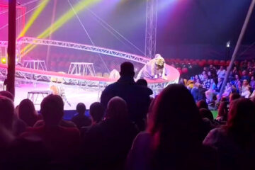 রাশিয়ায় দর্শকদের ওপর ঝাঁপিয়ে পড়ল সার্কাসের বাঘ, অতঃপর…