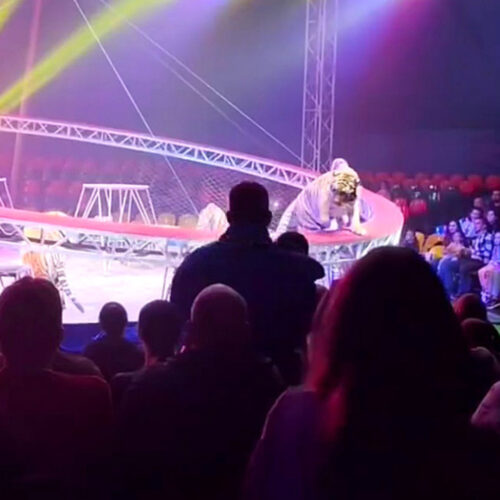 রাশিয়ায় দর্শকদের ওপর ঝাঁপিয়ে পড়ল সার্কাসের বাঘ, অতঃপর…